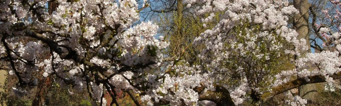 Top 20 Cities in Europe for Stunning Cherry Blossom Walks