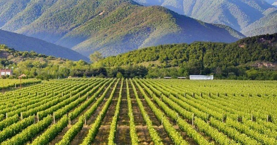 Wine Regions of Europe You’ve Never Heard Of (But Should Taste)