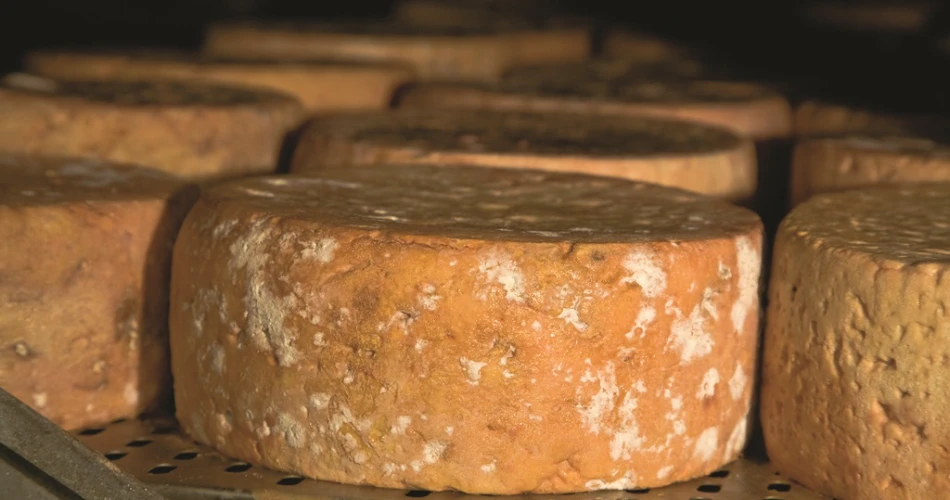 Savor Europe: The Perfect Cheese Lover’s Tour